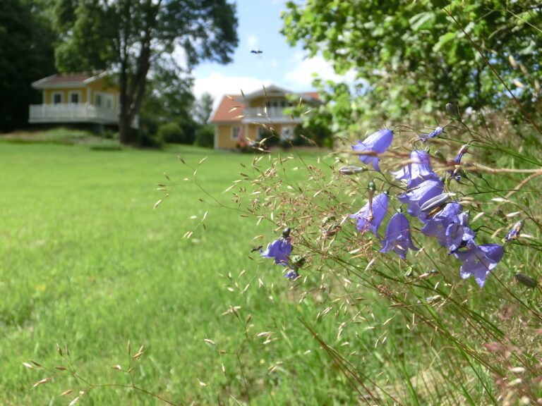 Wiesenglockenblumen